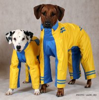 одяг для собак