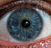 Синє око - Види квітів очей