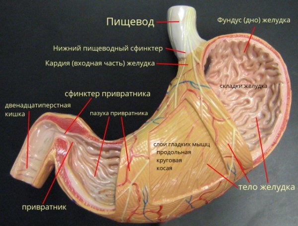 Захист шлунка Неймовірні факти про людське тіло. Внутрішні органи. Защита желудка Невероятные факты о человеческом теле. Внутренние органы.