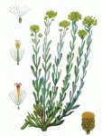 Цмину піскового, цмин - Helichrysum arenarium L. Бессмертник песчаный, цмин – Helichrysum arenarium L.