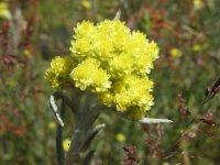Цмину піскового, цмин - Helichrysum arenarium L. Бессмертник песчаный, цмин – Helichrysum arenarium L.
