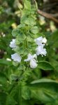 Базилик обыкновенный – Ocimum basilicum L.