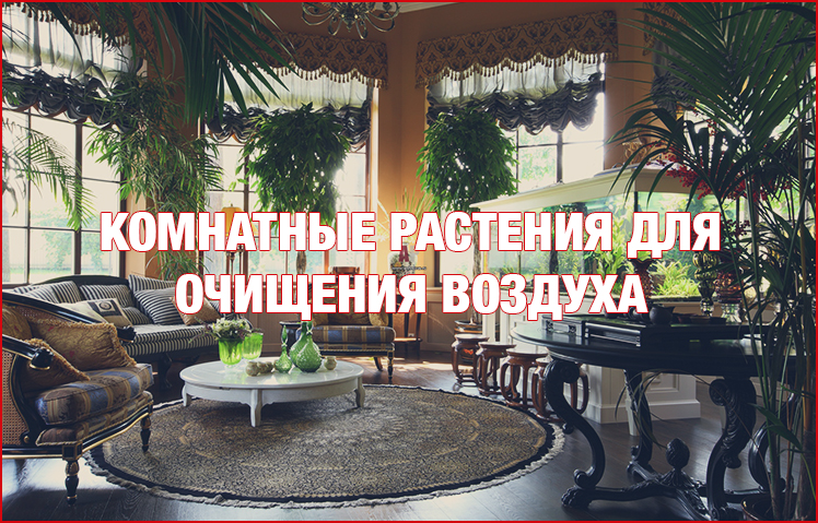 Рослини як очисники повітря Растения как очистители воздуха