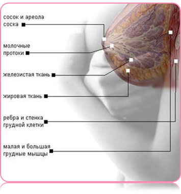Анатомія грудних м'язів