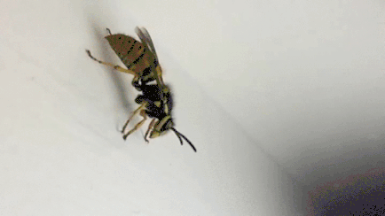 Что делать, если тебя укусила пчела или оса: руководство