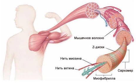 Як працюють м'язи в різних вправах Как работают мышцы в разных упражнениях