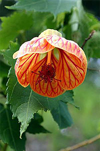 Абутілон смугастий Abutilon striatum