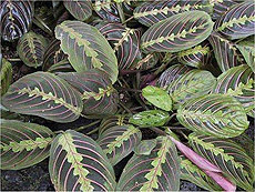 Маранта триколірна Maranta leuconeura var erythroneura